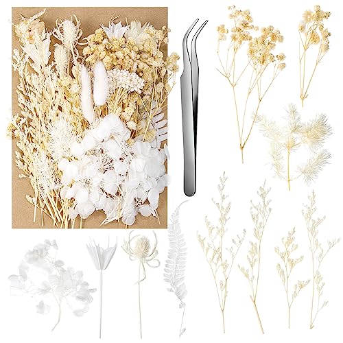 aurorayer Fleurs Séchées Blanche, Fleurs Sechees 2026 pas cher